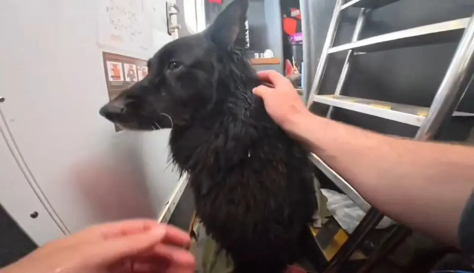 Cão à deriva em caiaque é resgatado após percorrer quase 5 km no mar; vídeo do salvamento viraliza
